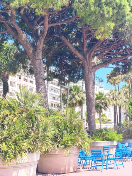 Cannes - pine trees, tables and chairs