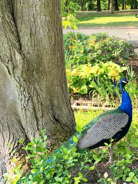 a peacock in the park